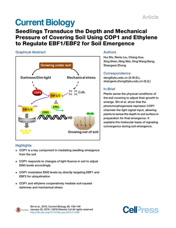 Más sobre Las Plántulas Transducen la Profundidad y la Presión Mecánica de la Cobertura del Suelo Usando Cop1 y Etileno para Reg